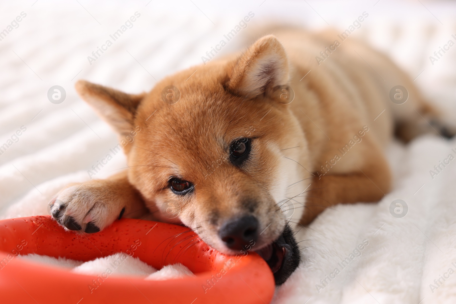 Photo of Cute Shiba Inu puppy playing with ring toy on bed at home