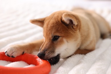 Photo of Cute Shiba Inu puppy playing with ring toy on bed at home