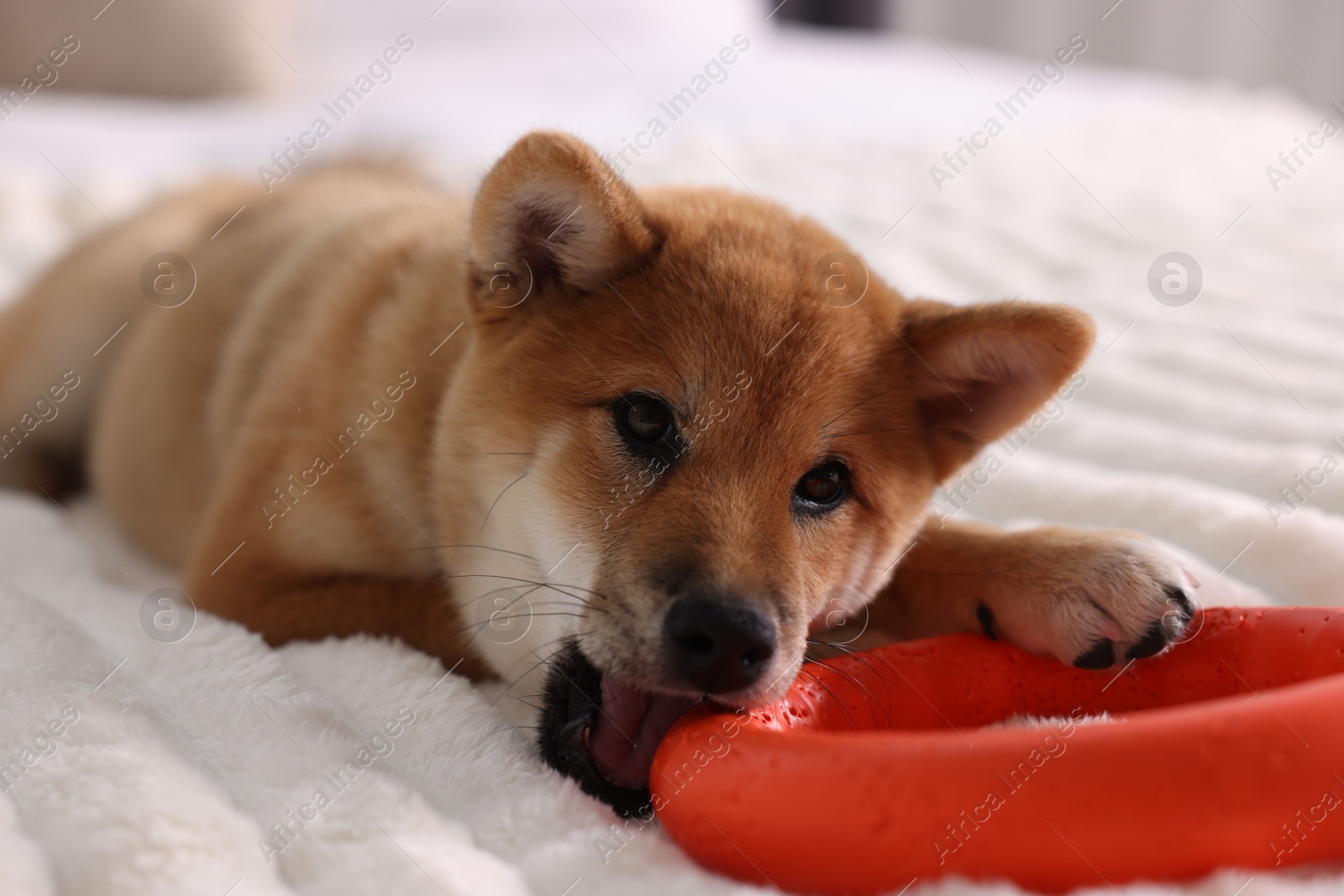 Cute Shiba Inu puppy playing with ring toy on bed at home Photo of Cute Shiba Inu puppy playing with ring toy on bed at home