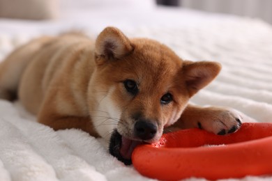 Photo of Cute Shiba Inu puppy playing with ring toy on bed at home