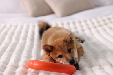 Photo of Cute Shiba Inu puppy playing with ring toy on bed at home