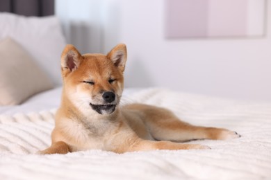 Photo of Cute Shiba Inu puppy lying on bed at home