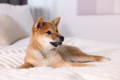 Photo of Cute Shiba Inu puppy lying on bed at home