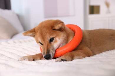 Photo of Cute Shiba Inu puppy playing with ring toy on bed at home
