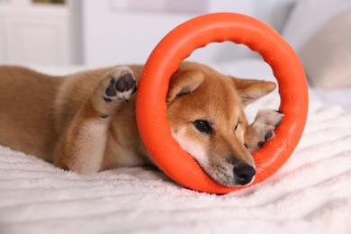 Photo of Cute Shiba Inu puppy playing with ring toy on bed at home