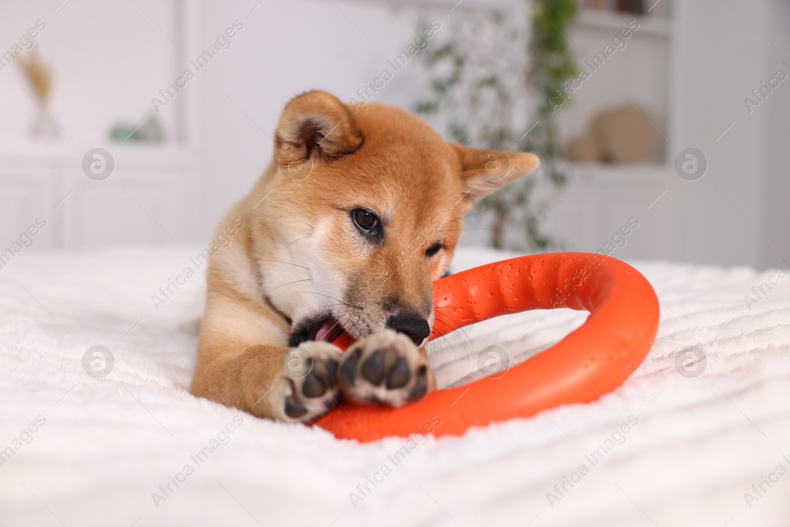 Photo of Cute Shiba Inu puppy playing with ring toy on bed at home