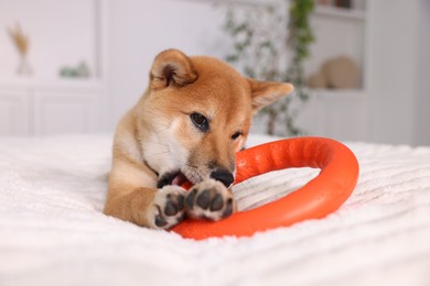 Photo of Cute Shiba Inu puppy playing with ring toy on bed at home