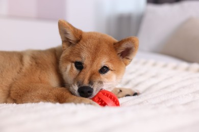 Photo of Cute Shiba Inu puppy playing with ball on bed at home