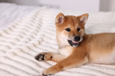 Photo of Cute Shiba Inu puppy lying on bed at home