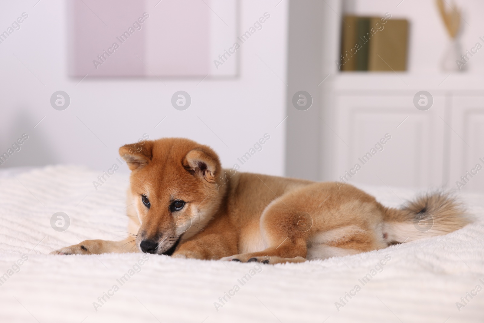 Photo of Cute Shiba Inu puppy lying on bed at home