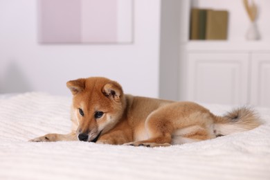 Photo of Cute Shiba Inu puppy lying on bed at home