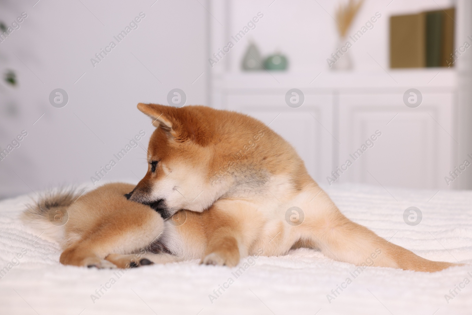Cute Shiba Inu puppy lying on bed at home Photo of Cute Shiba Inu puppy lying on bed at home