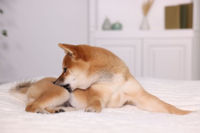 Photo of Cute Shiba Inu puppy lying on bed at home