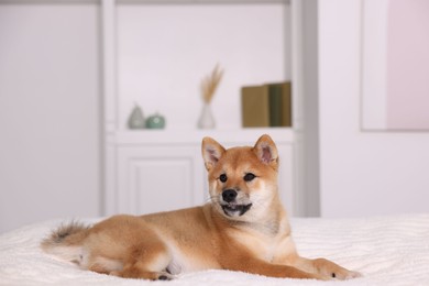 Photo of Cute Shiba Inu puppy lying on bed at home