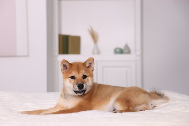 Photo of Cute Shiba Inu puppy lying on bed at home