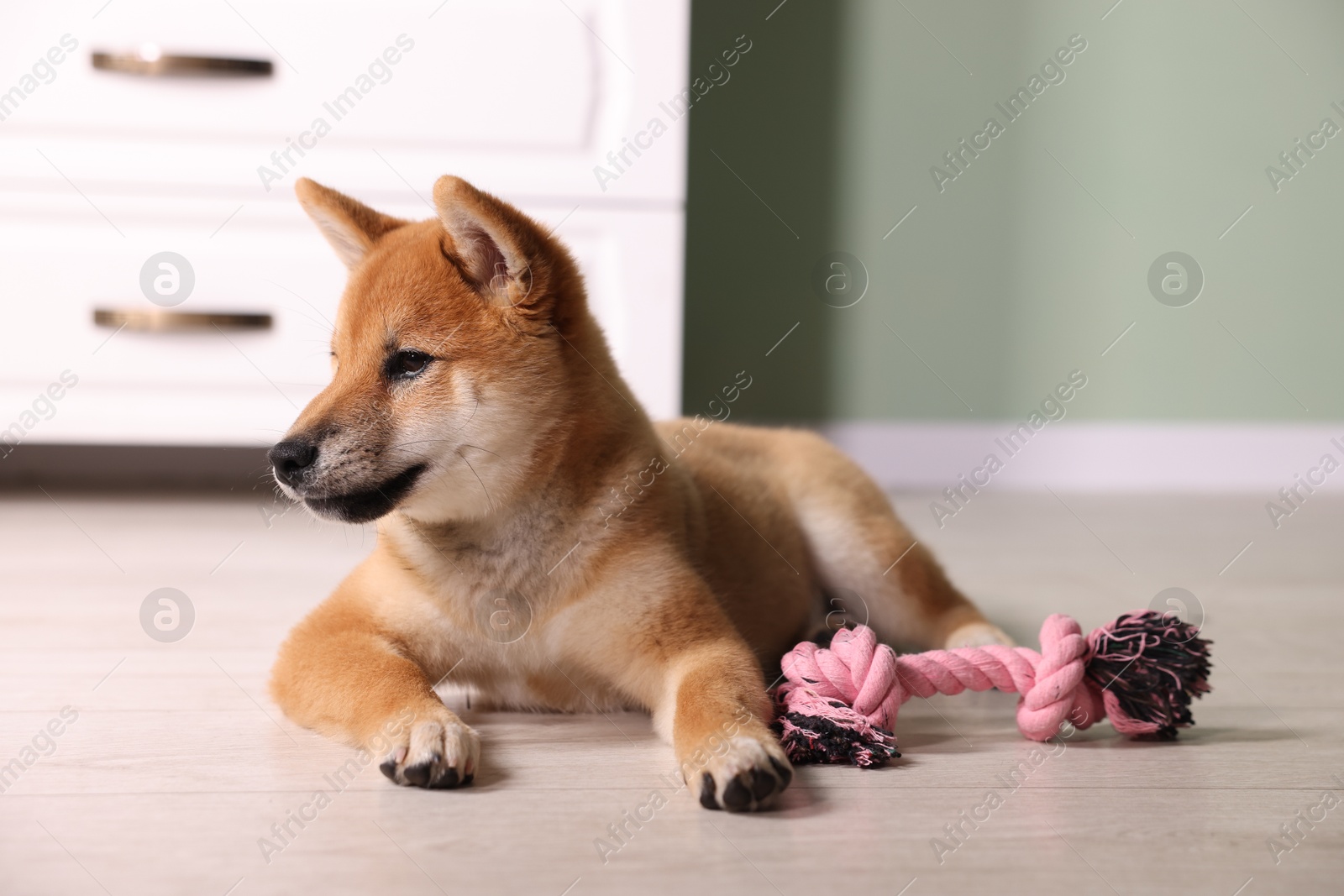 Photo of Cute Shiba Inu puppy with chew toy on floor at home
