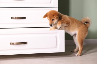 Photo of Cute Shiba Inu puppy near dresser at home