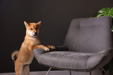 Photo of Cute Shiba Inu puppy near armchair at home