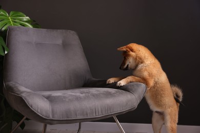 Photo of Cute Shiba Inu puppy near armchair at home