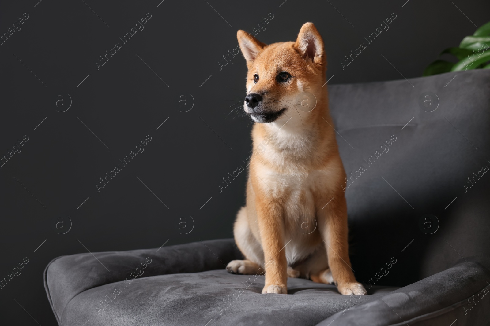 Cute Shiba Inu puppy on armchair at home, space for text Photo of Cute Shiba Inu puppy on armchair at home, space for text