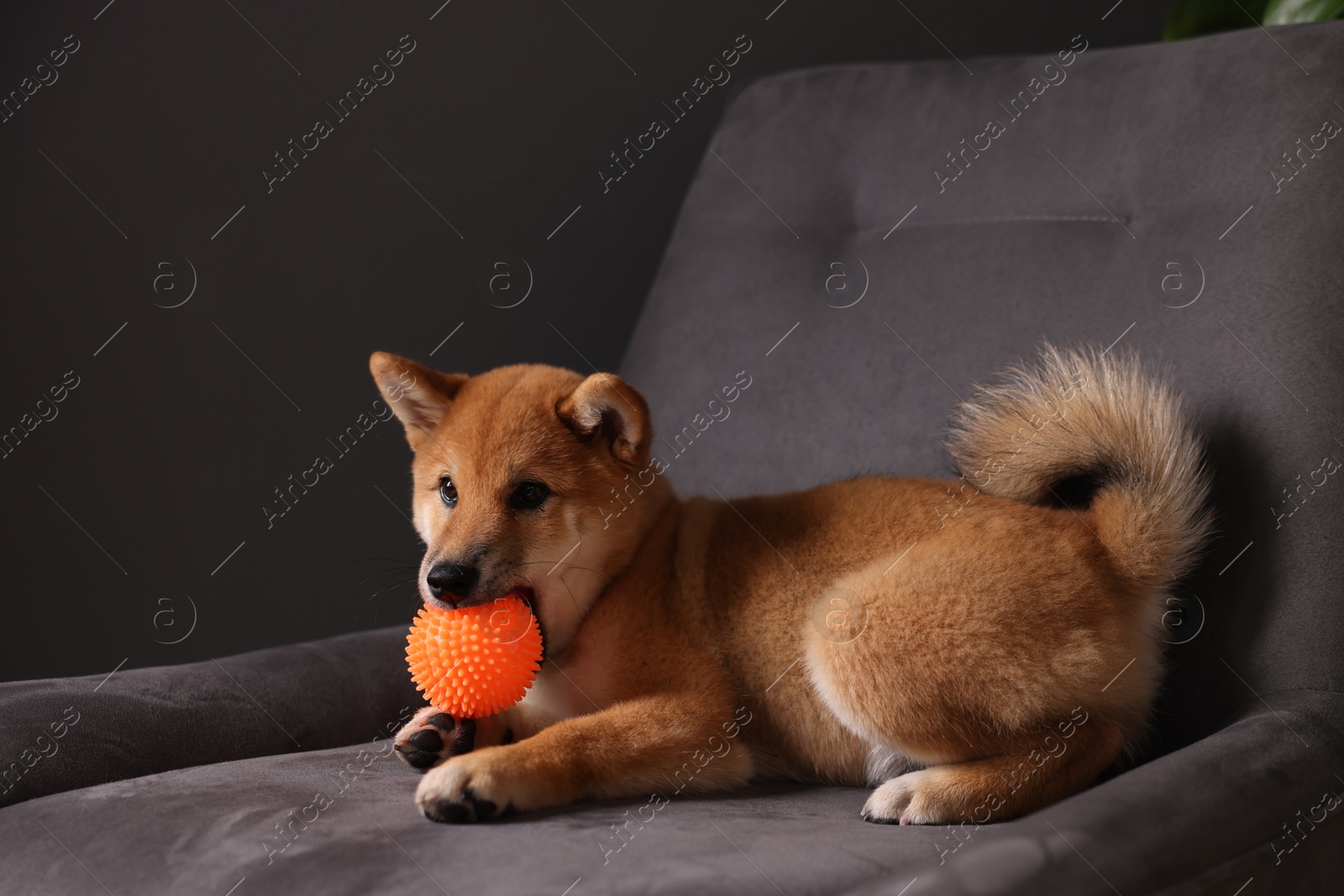 Cute Shiba Inu puppy playing with ball on armchair at home Photo of Cute Shiba Inu puppy playing with ball on armchair at home