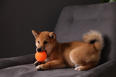 Photo of Cute Shiba Inu puppy playing with ball on armchair at home