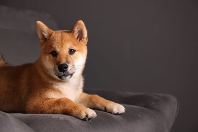Photo of Cute Shiba Inu puppy on armchair at home, space for text