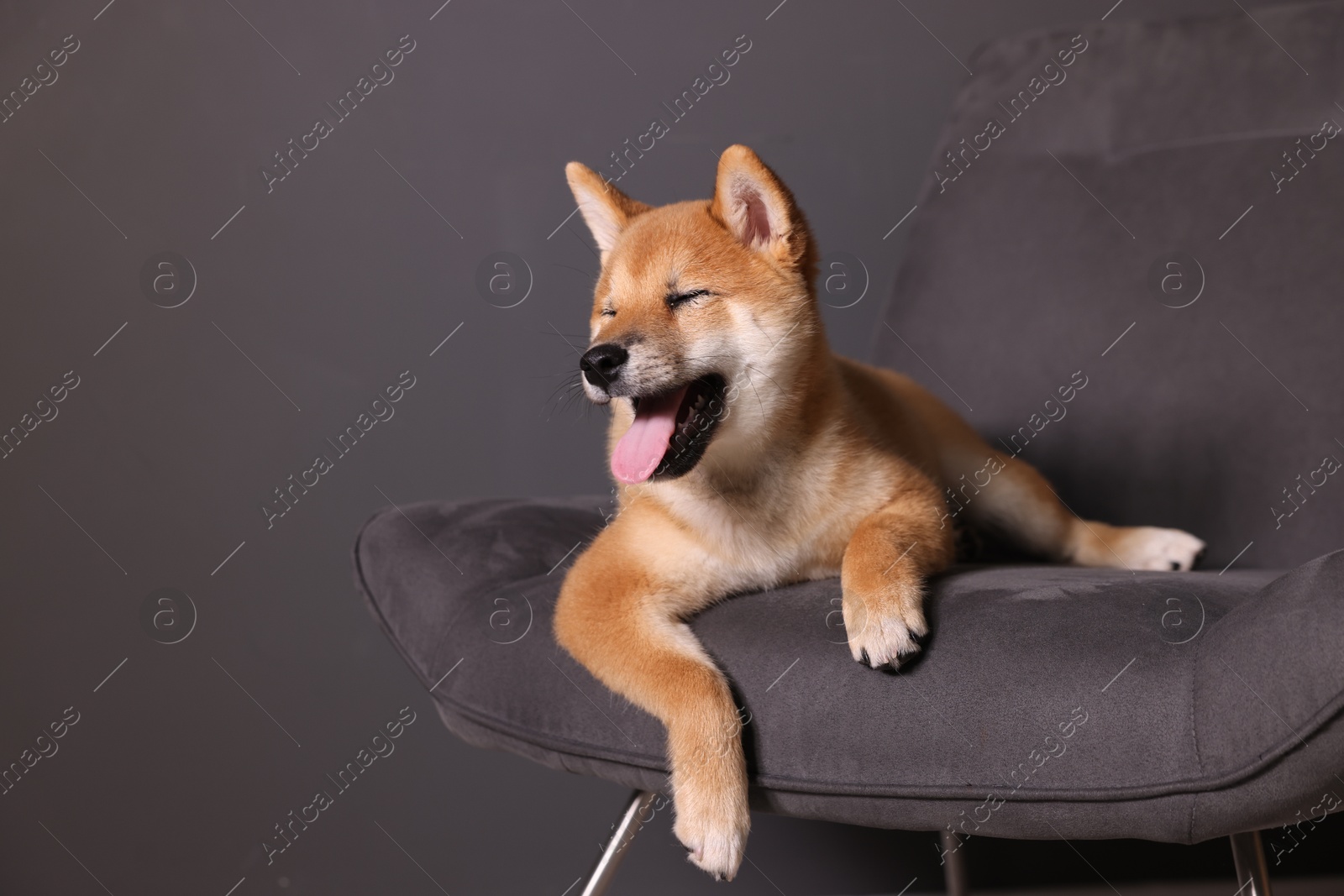 Cute Shiba Inu puppy on armchair at home, space for text Photo of Cute Shiba Inu puppy on armchair at home, space for text
