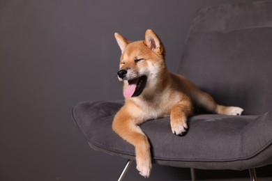 Photo of Cute Shiba Inu puppy on armchair at home, space for text