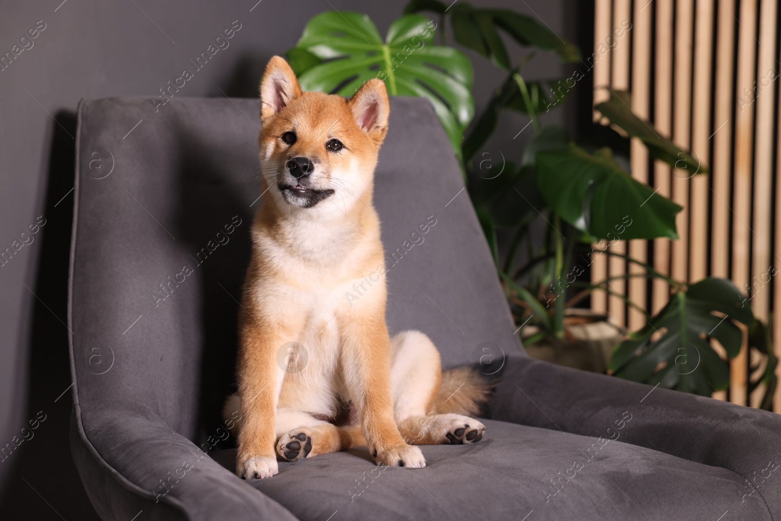 Photo of Cute Shiba Inu puppy on armchair at home, space for text