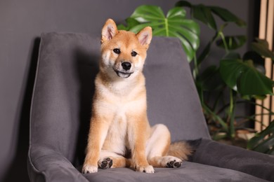 Photo of Cute Shiba Inu puppy on armchair at home, space for text