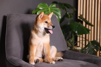 Photo of Cute Shiba Inu puppy on armchair at home, space for text