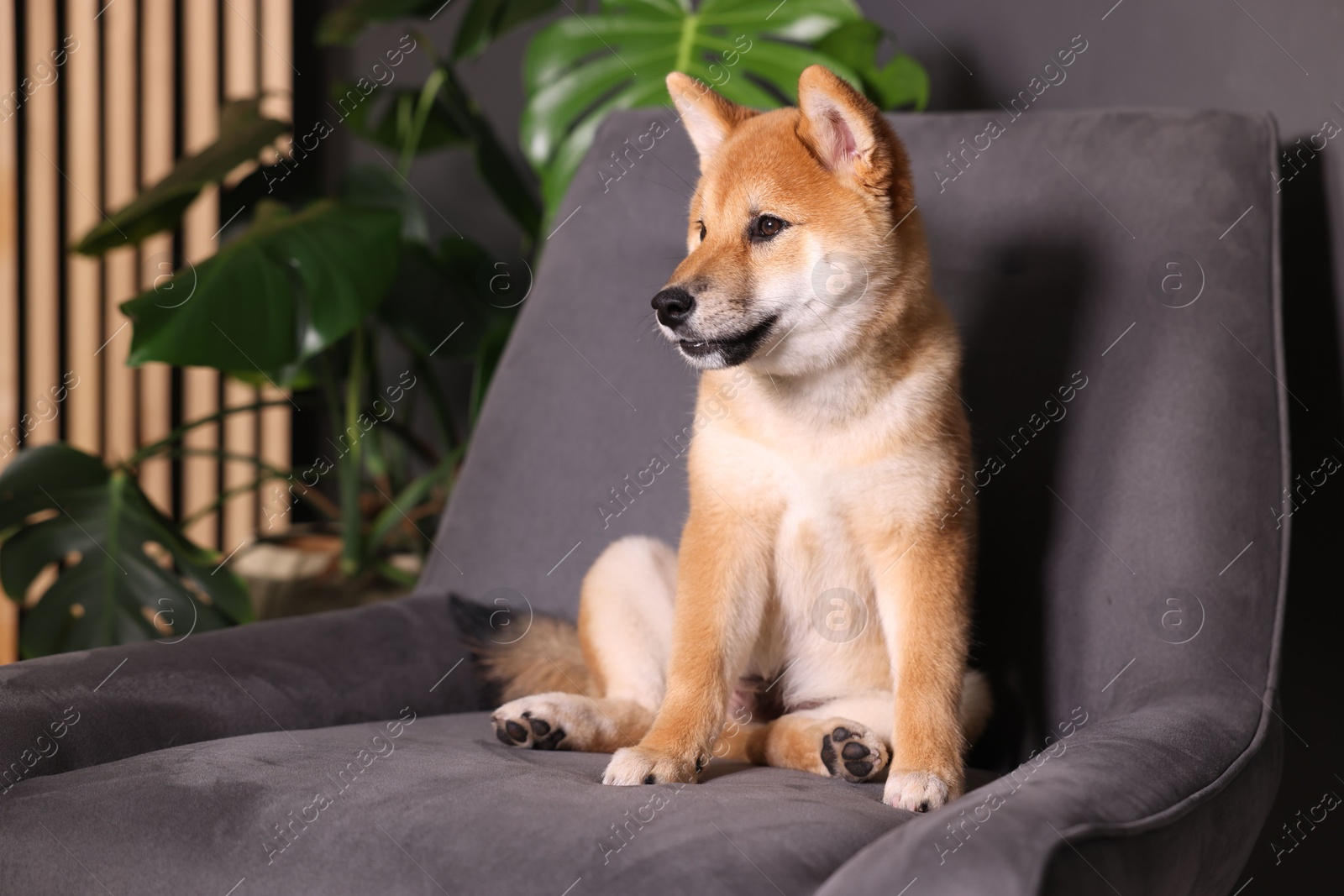 Cute Shiba Inu puppy on armchair at home, space for text Photo of Cute Shiba Inu puppy on armchair at home, space for text