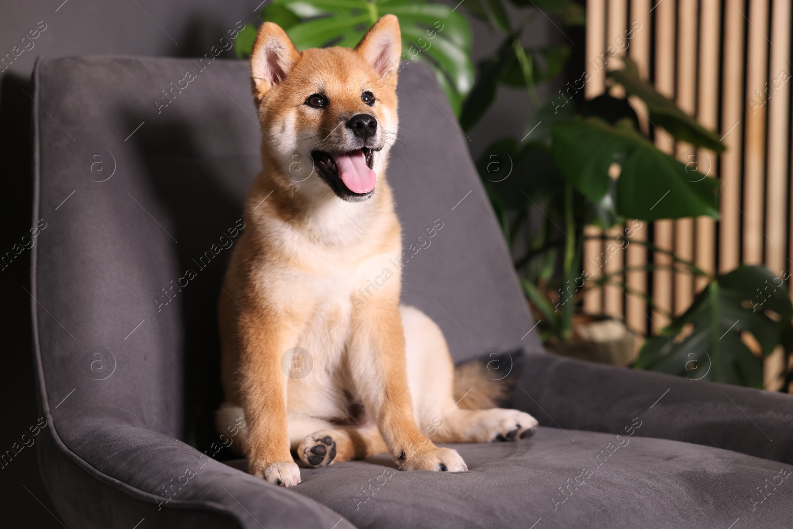Photo of Cute Shiba Inu puppy on armchair at home, space for text
