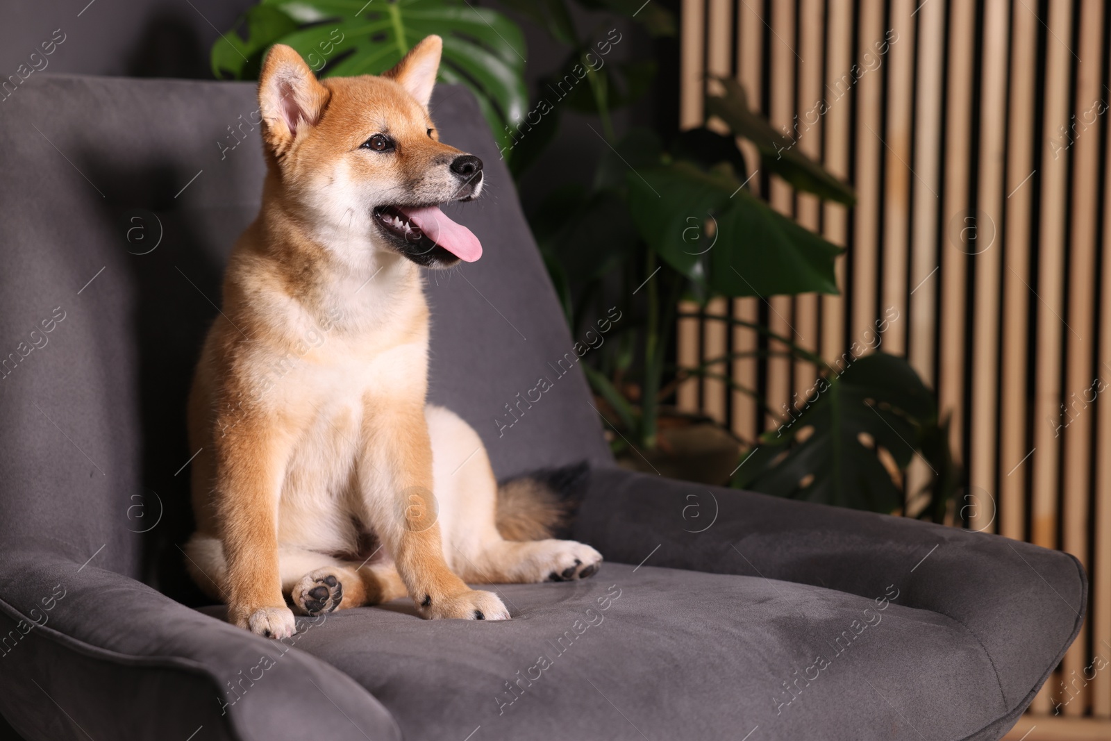 Photo of Cute Shiba Inu puppy on armchair at home, space for text