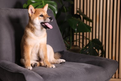 Photo of Cute Shiba Inu puppy on armchair at home, space for text