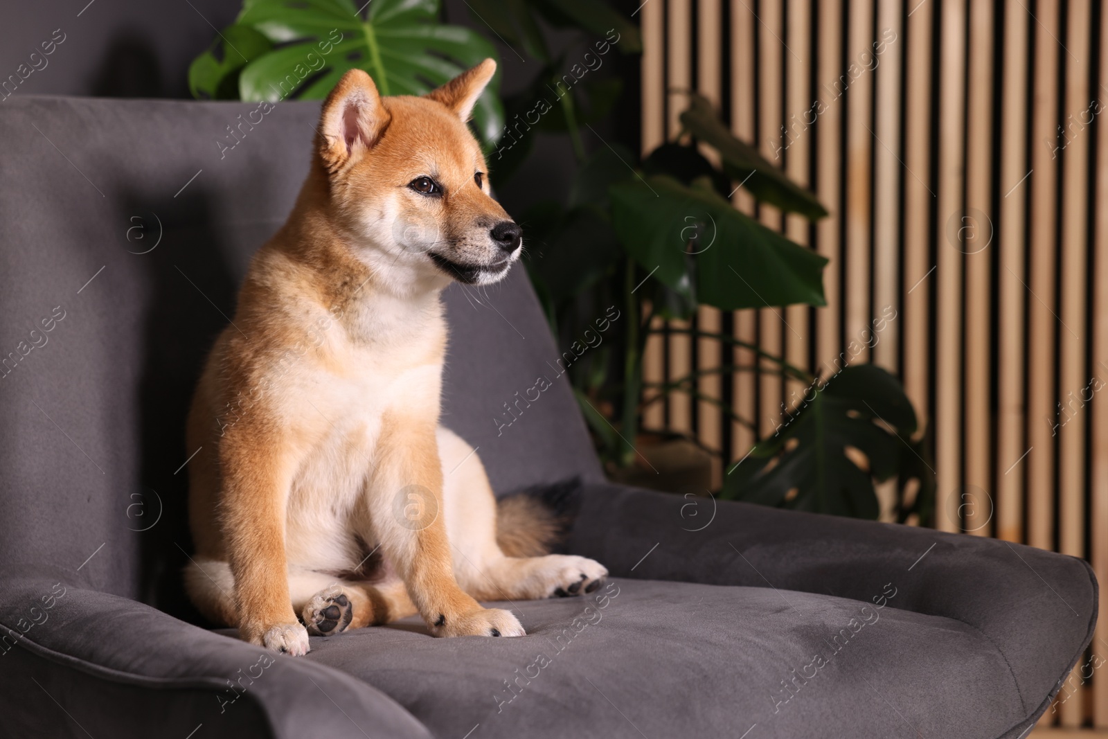 Cute Shiba Inu puppy on armchair at home, space for text Photo of Cute Shiba Inu puppy on armchair at home, space for text