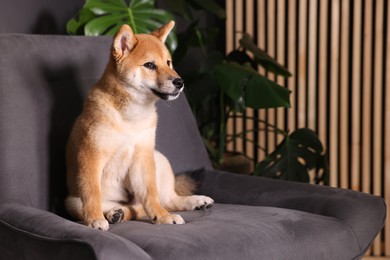 Photo of Cute Shiba Inu puppy on armchair at home, space for text