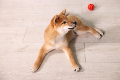 Photo of Cute Shiba Inu puppy with ball on floor at home, above view