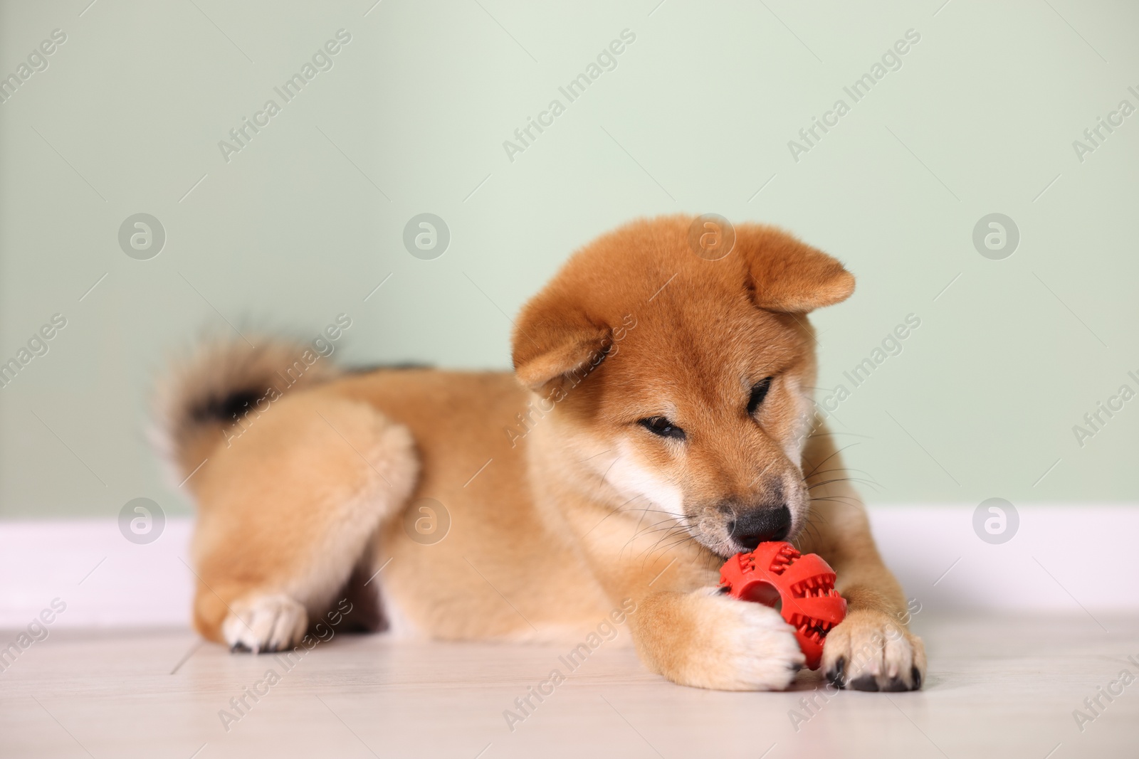 Photo of Cute Shiba Inu puppy playing with ball on floor at home