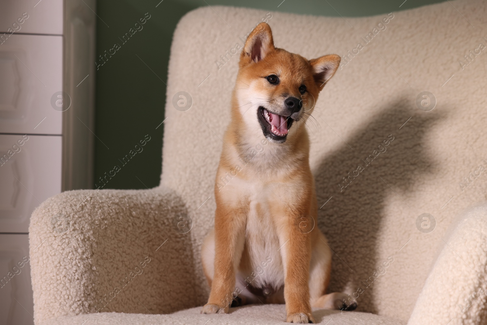 Cute Shiba Inu puppy on armchair at home Photo of Cute Shiba Inu puppy on armchair at home