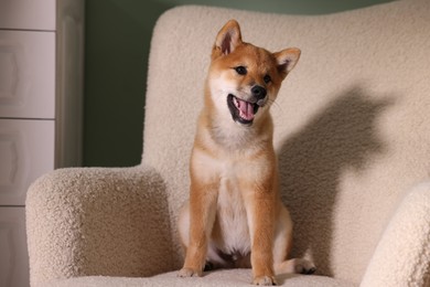 Photo of Cute Shiba Inu puppy on armchair at home