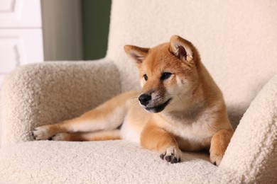 Photo of Cute Shiba Inu puppy on armchair at home