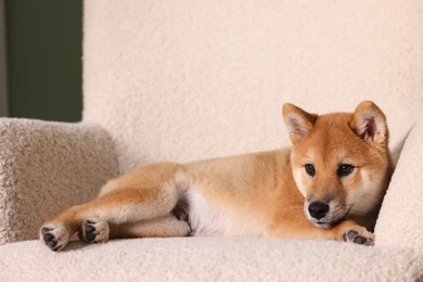 Photo of Cute Shiba Inu puppy on armchair at home