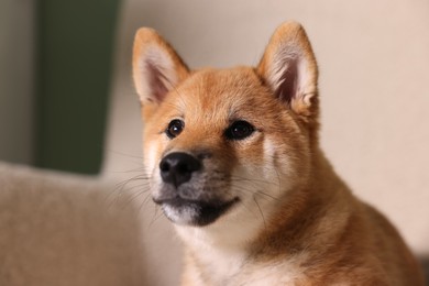 Photo of Cute Shiba Inu puppy on armchair at home