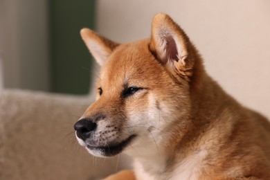 Photo of Cute Shiba Inu puppy on armchair at home