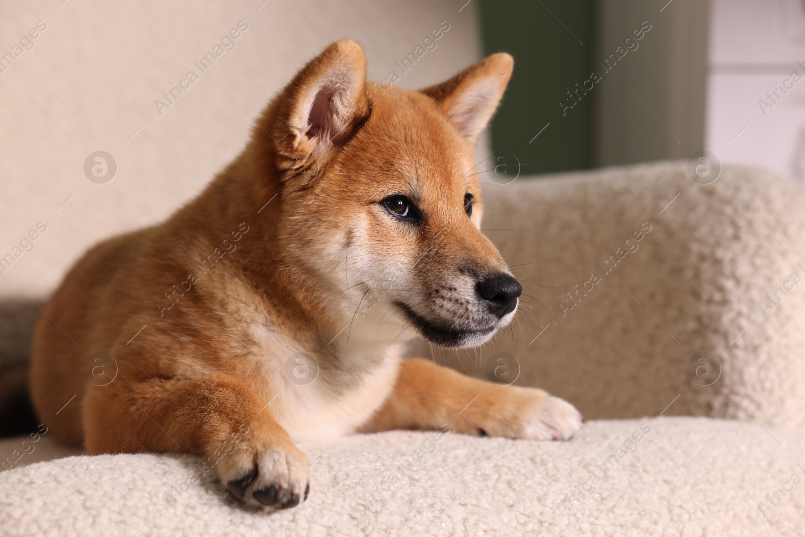 Cute Shiba Inu puppy on armchair at home Photo of Cute Shiba Inu puppy on armchair at home
