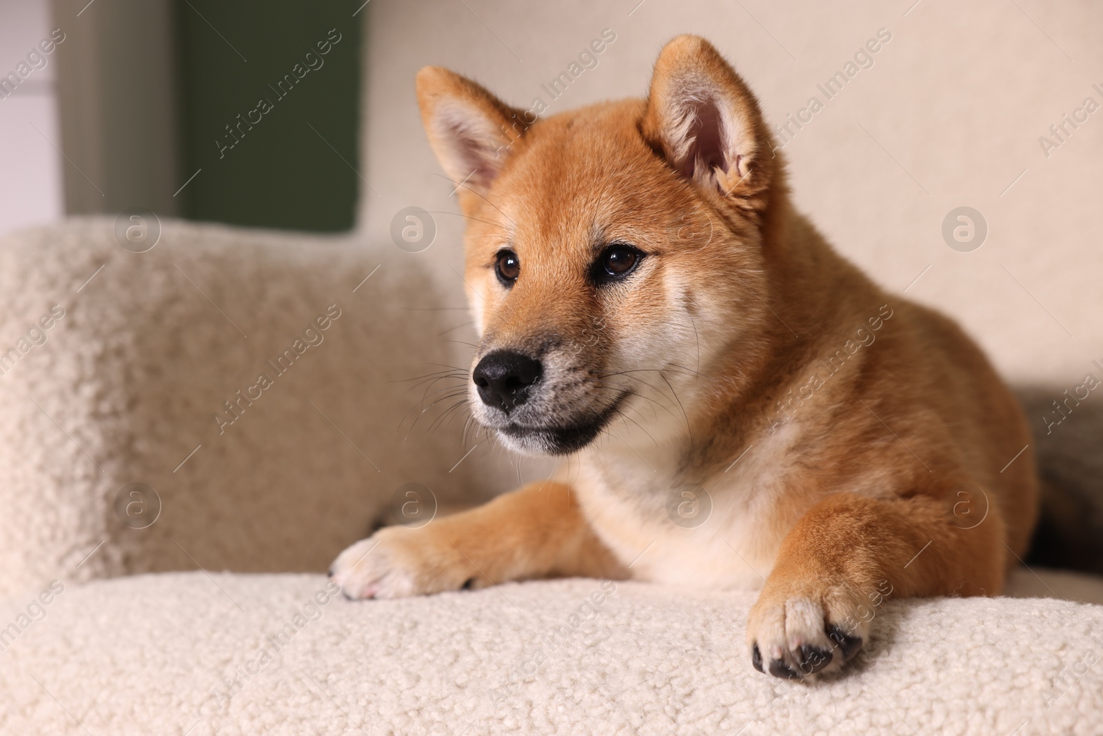 Photo of Cute Shiba Inu puppy on armchair at home