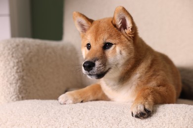 Photo of Cute Shiba Inu puppy on armchair at home