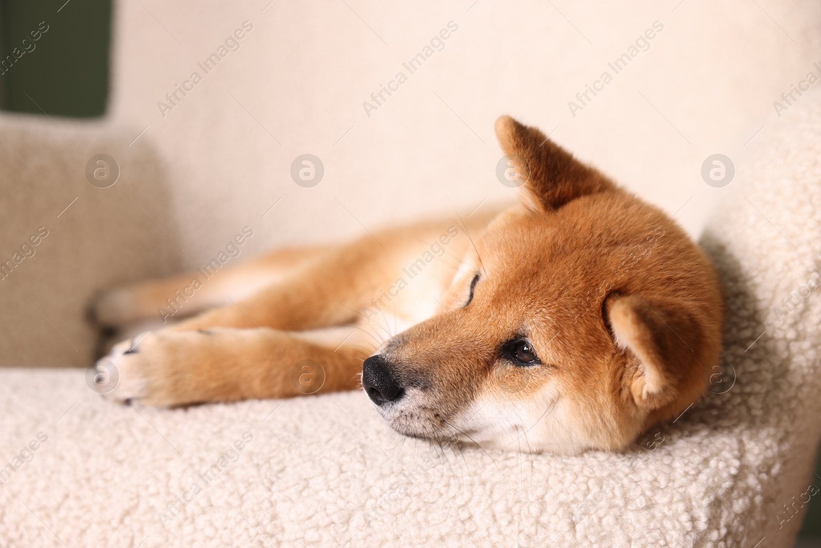Cute Shiba Inu puppy on armchair at home Photo of Cute Shiba Inu puppy on armchair at home